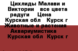 Цихлиды Малави и Виктории — все цвета радуги! › Цена ­ 50 - Курская обл., Курск г. Животные и растения » Аквариумистика   . Курская обл.,Курск г.